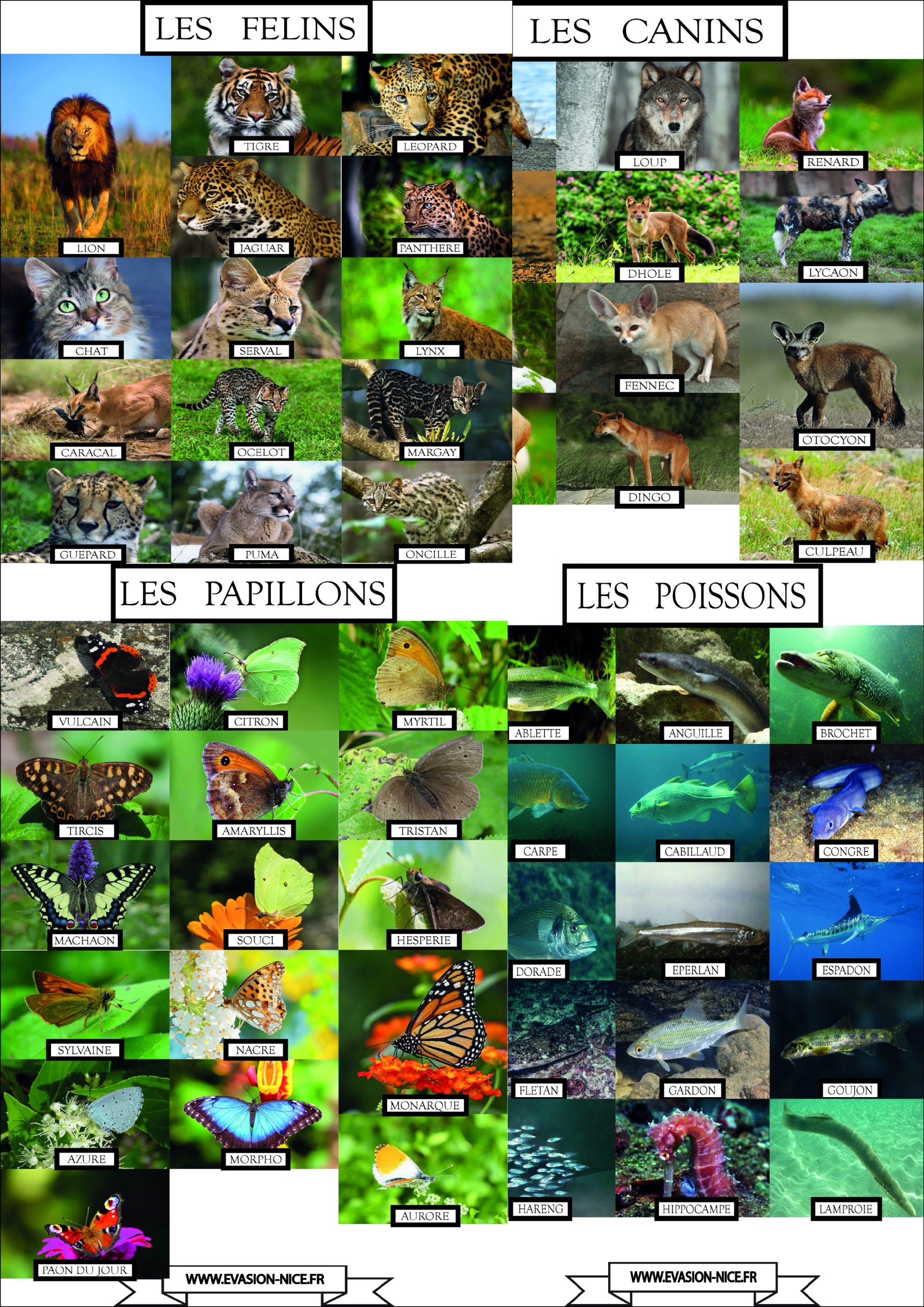 Pack Mots Cachés Animaux visuel